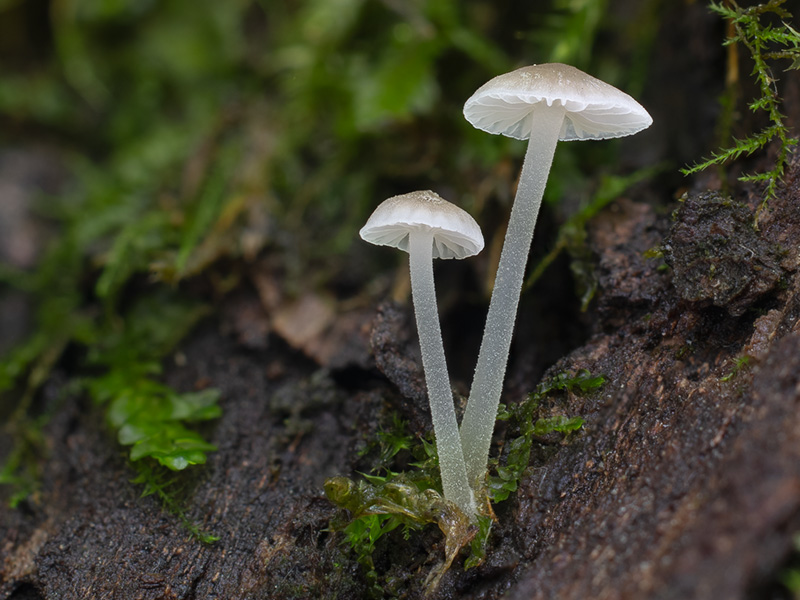 Mycena hiemalis Mycena hiemalis
